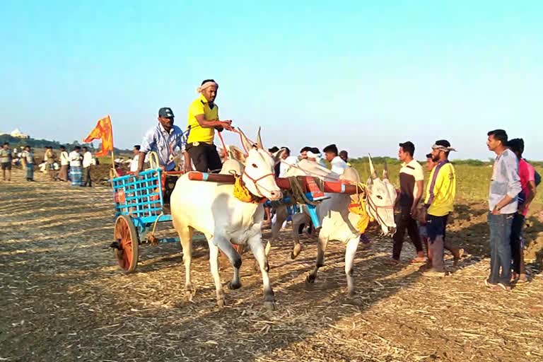 bullock cart ride held in haveri