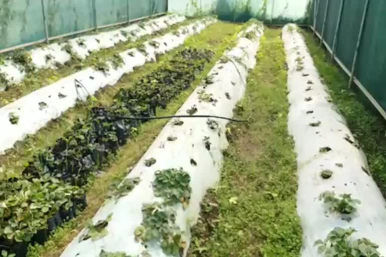 Strawberry cultivation in Chhattisgarh