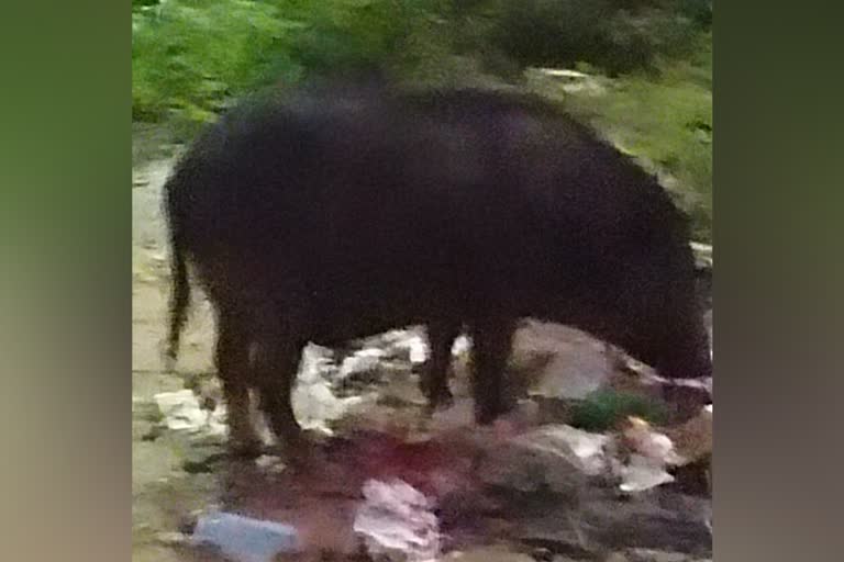 Wild boar