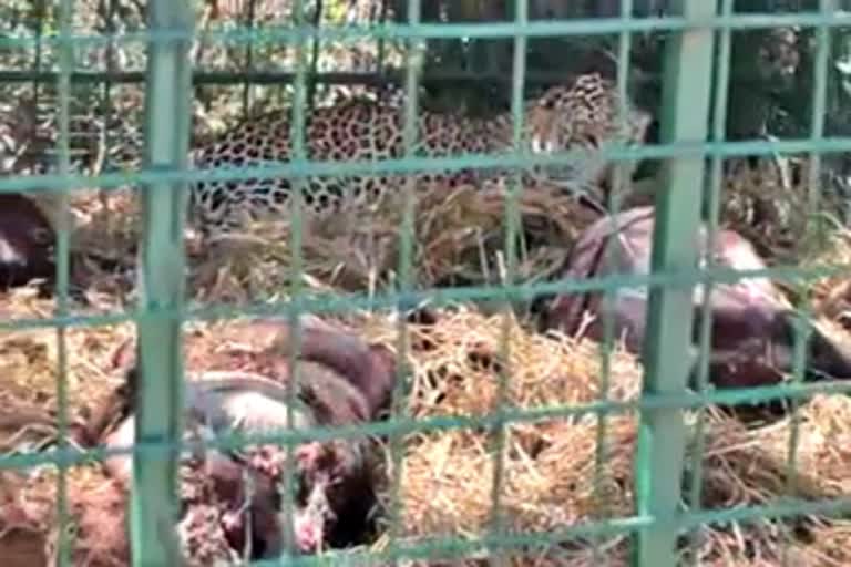 leopard fell in trap