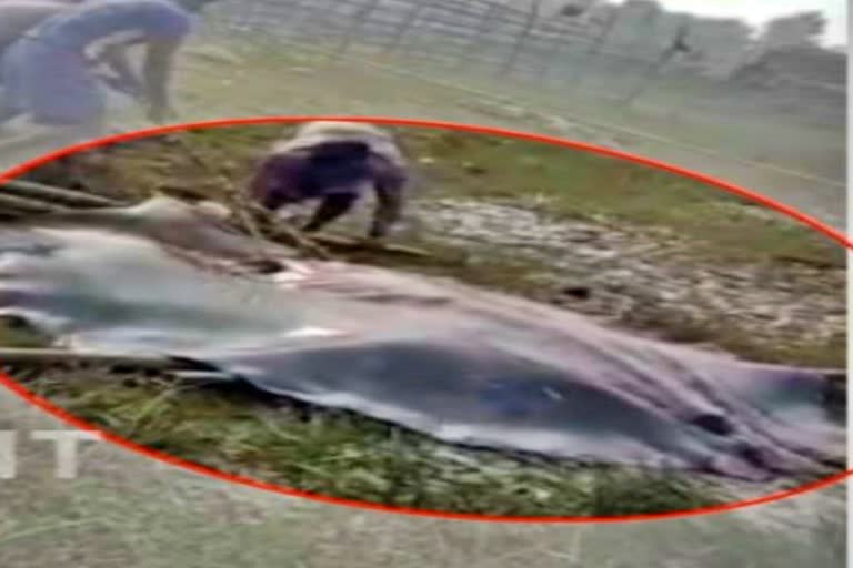 giant Sankar fish in nets in hooghly River  Huge Shankar fish captured from Hooghly river  Fishermen captured huge Shankar fish  Giant Shankar fish captured from Hooghly river  മത്സ്യത്തൊഴിലാളികള്‍ക്ക് കോളടിച്ചു  വലയില്‍ കുടുങ്ങിയത് ഭീമന്‍ തിരണ്ടി  ഭീമന്‍ തിരണ്ടി  തിരണ്ടി  ഹൂഗ്ലി നദി  ഹൂഗ്ലി നദിയില്‍ മത്സ്യ ബന്ധനം  ഗംഗാസാറി മഹിഷ്‌മാരി  കൊല്‍ക്കത്ത വാര്‍ത്തകള്‍  കൊല്‍ക്കത്ത പുതിയ വാര്‍ത്തകള്‍