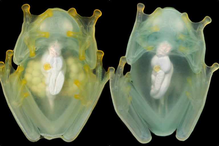 Glassfrogs turn transparent by concealing red blood cells in liver, a study finds