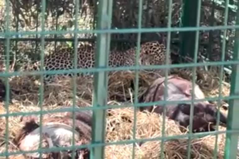 captured leopard in