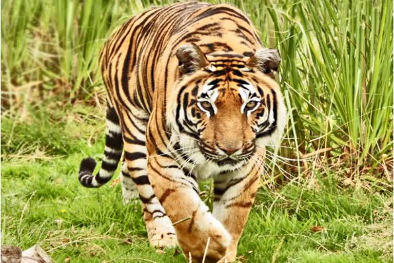 Etv Bharat tiger attack in Bahraich