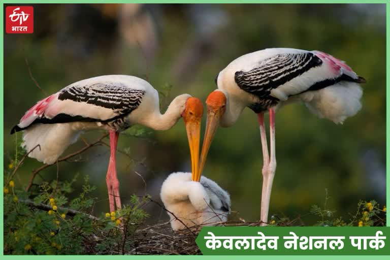 Keoladeo National Park