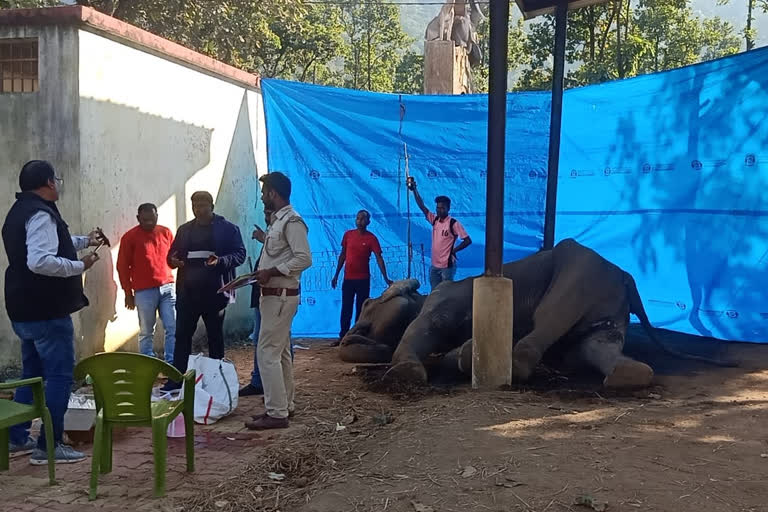 Rescued elephant Champa from Dhanbad