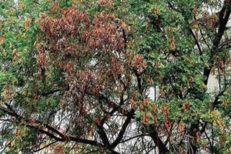 dieback-disease-hits-neem-trees