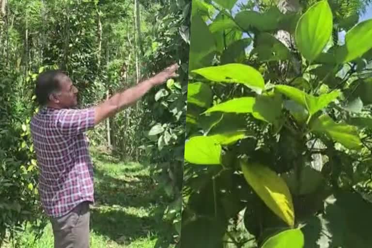 black pepper theft  black pepper  black pepper theft in kattapana  latest news in idukki  latest news today  കുരുമുളക്  കുരുമുളക് മോഷണം  വിളവെടുപ്പിന് പാകമായ കുരുമുളക്  ആന്‍റണിയുടെ ഉടമസ്ഥതയിലുള്ള കൃഷി  ഇടുക്കിഏറ്റവും പുതിയ വാര്‍ത്ത  ഇന്നത്തെ പ്രധാന വാര്‍ത്ത