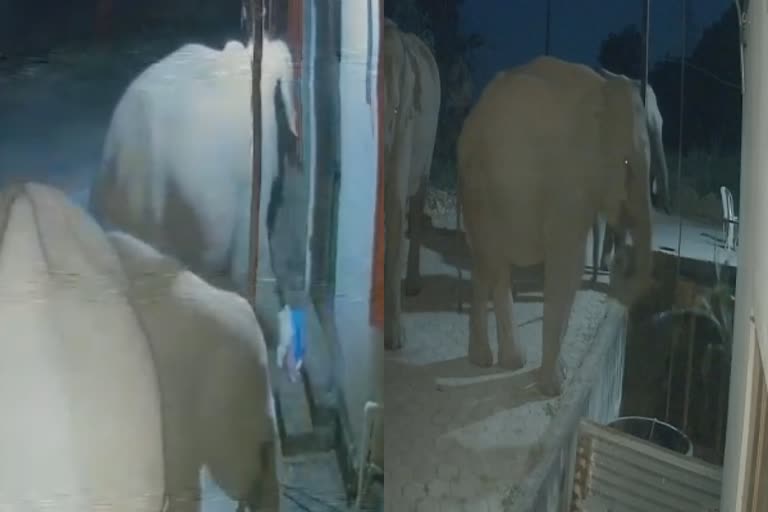 வீடியோ: அன்னதான மூல பொருட்களை அபேஸ் செய்த யானைகள்