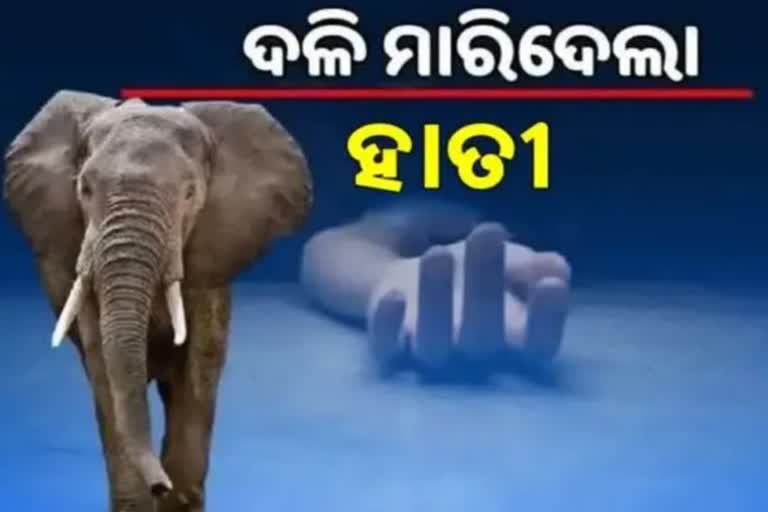 elephant attack in nabarangpur