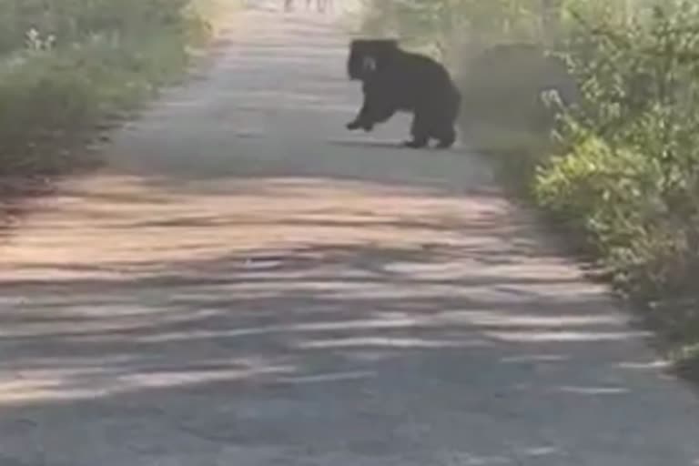 bear came to village searching food