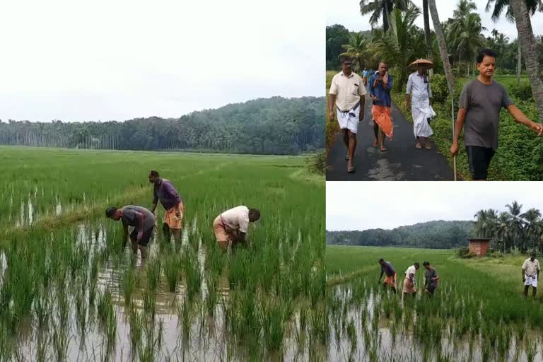 retired policemen started rice farming  retired policemen started rice farming in Kannur  rice farming in Kannur  rice farming by retired policemen  rice farming by retired policemen in Kannur  ലാത്തി പിടിച്ചിരുന്ന കൈകളില്‍ കൃഷി ആയുധങ്ങള്‍  കൃഷി ആയുധങ്ങള്‍  അതിയടം പാടശേഖരം  പി വി ലക്ഷ്‌മണന്‍  പവിത്രന്‍  പാടത്ത് പൊന്ന് വിളയിച്ച് വിരമിച്ച പൊലീസുകാര്‍