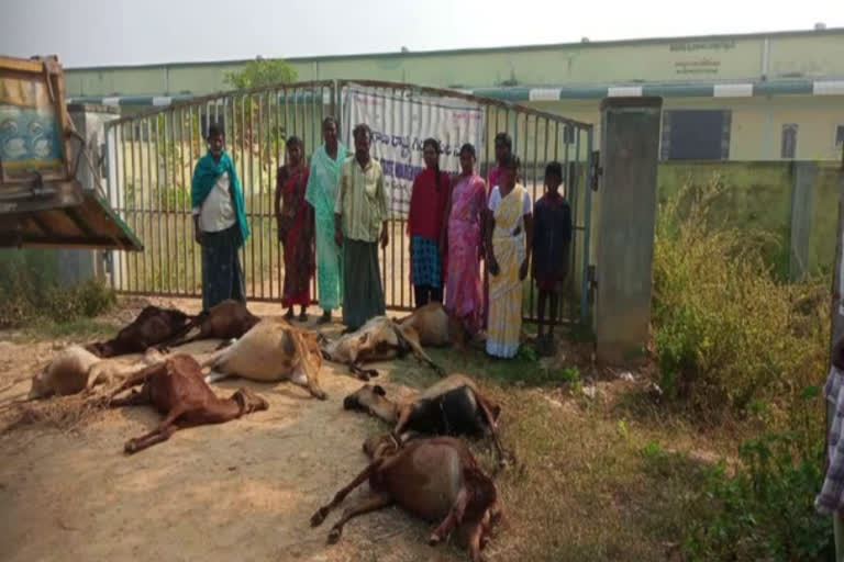 Sheep died in khammam