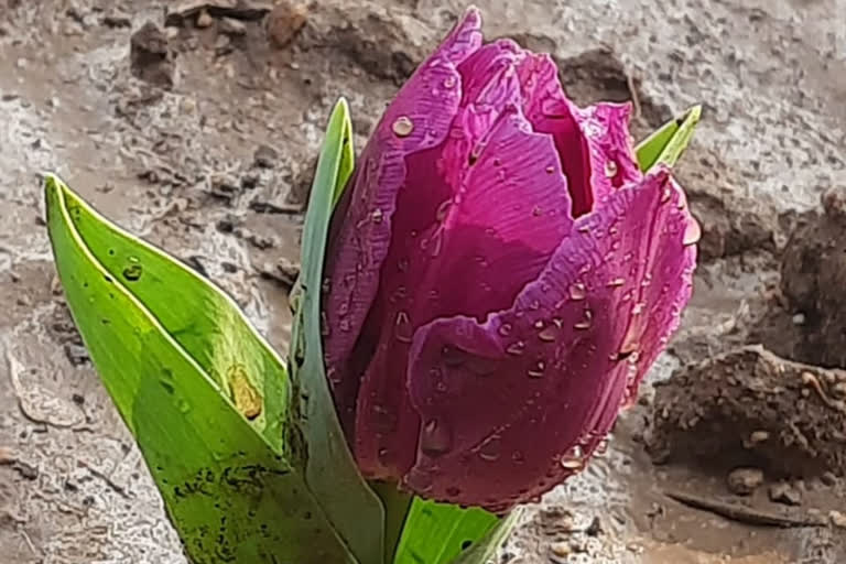 Gwalior Tulip Garden