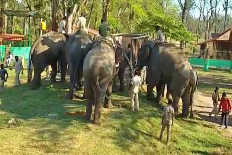 Dubare camp elephants relocated