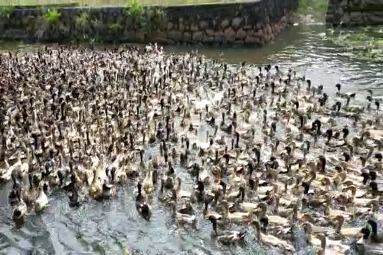 kottayam bird flu  bird flu  kottayam  കോട്ടയം പക്ഷിപ്പനി  പക്ഷികളെ ദയാവധം നടത്തി  ദയാവധം  വെച്ചൂര്‍  നീണ്ടൂര്‍  ആര്‍പ്പൂക്കര