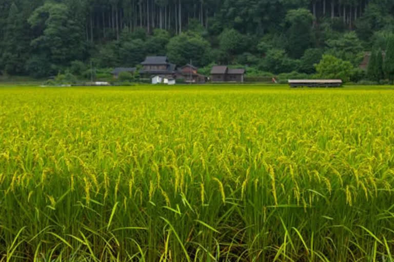 Of paddy fields and barbed wires, the story of a TN 'airport' village