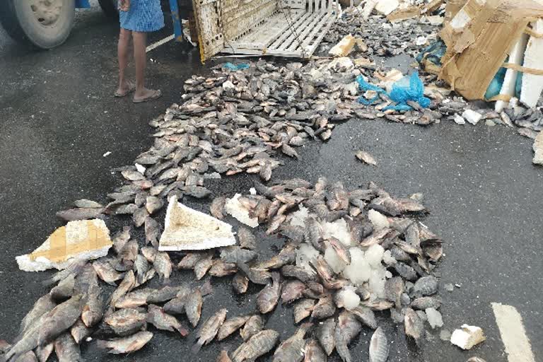 வீடியோ: ஆம்பூர் அருகே மீன்கள் ஏற்றி சென்ற சரக்கு வாகனம் கவிழ்ந்து விபத்து