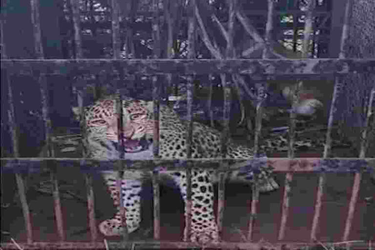 Cheetah is trapped