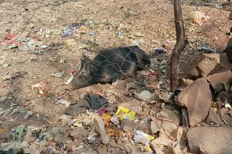 pigs dying in mysterious in shivpuri