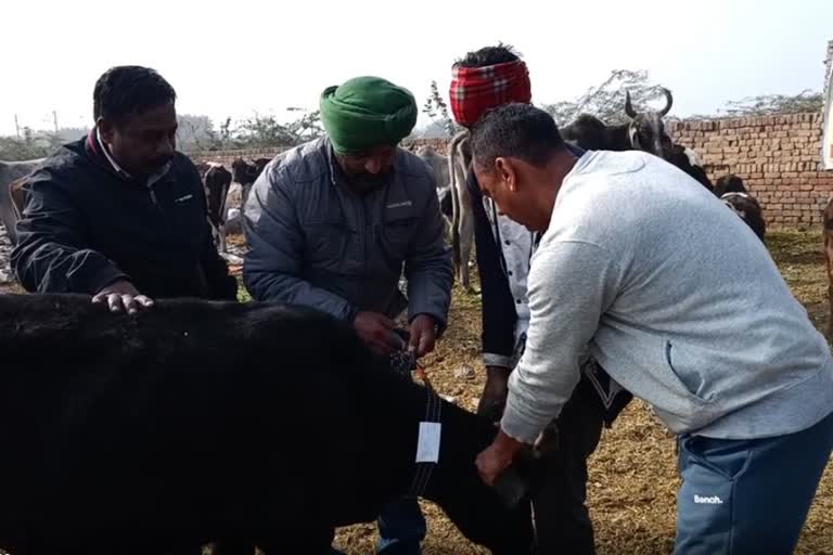 youths of Bathinda making reflectors stray animals