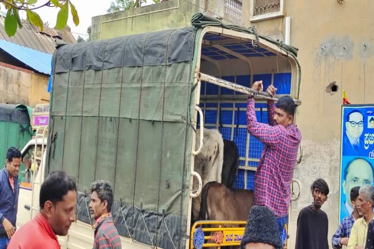 police-ride-on-illegal-cow-slaugther-house-at-doddaballapur