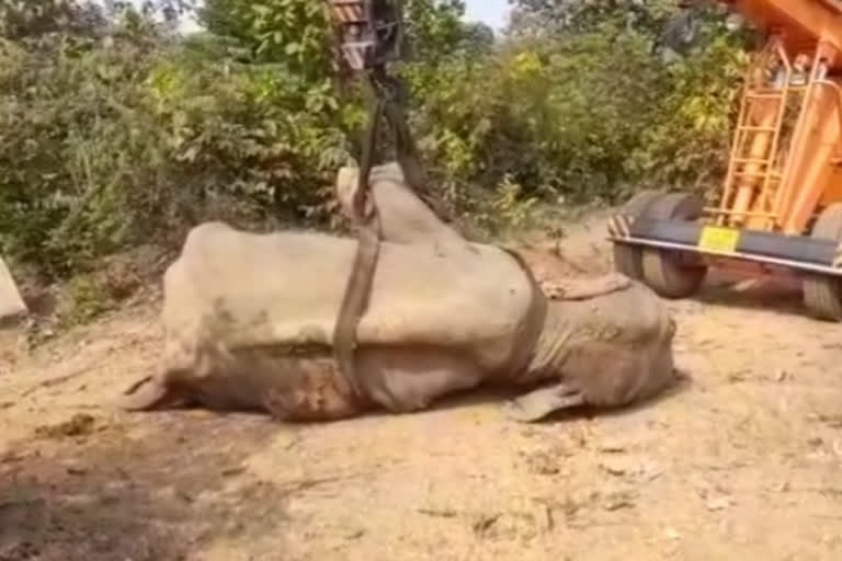 Sick Elephant Dies In Dalma Sanctuary