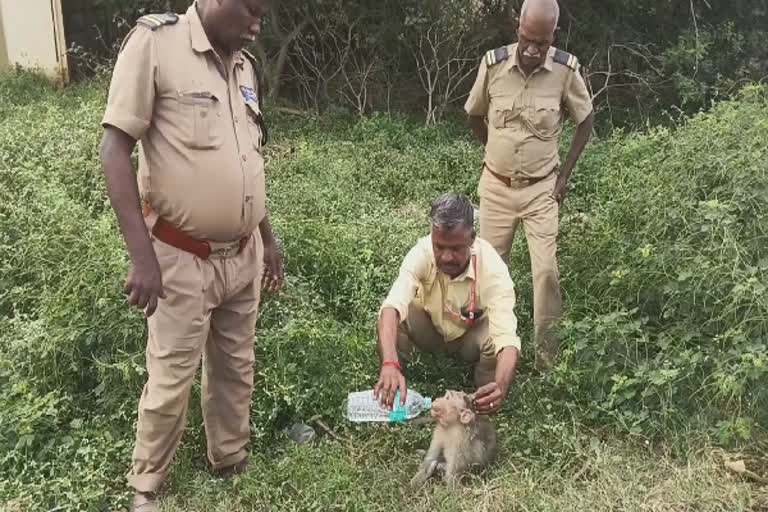 அடிபட்ட குரங்கிற்கு கடவுளாய் மாறிய நபர்- புதுக்கோட்டையில் நிகழ்ந்த நெகிழ்ச்சி சம்பவம்