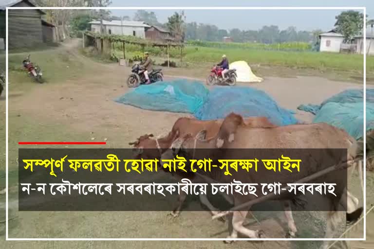 Cattle rescued in Dhubri
