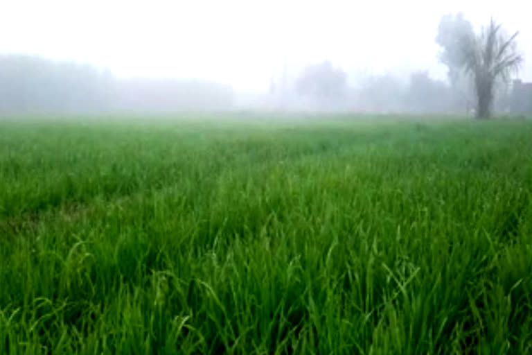 Farming in Haryana Agriculture Department Haryana Weather in Yamunanagar