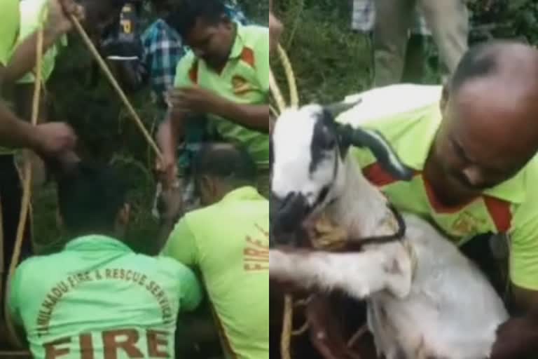 கிணற்றில் தவறி விழுந்த ஆடுகள்; தீயணைப்பு துறையினருக்கு பொதுமக்கள் பாராட்டு