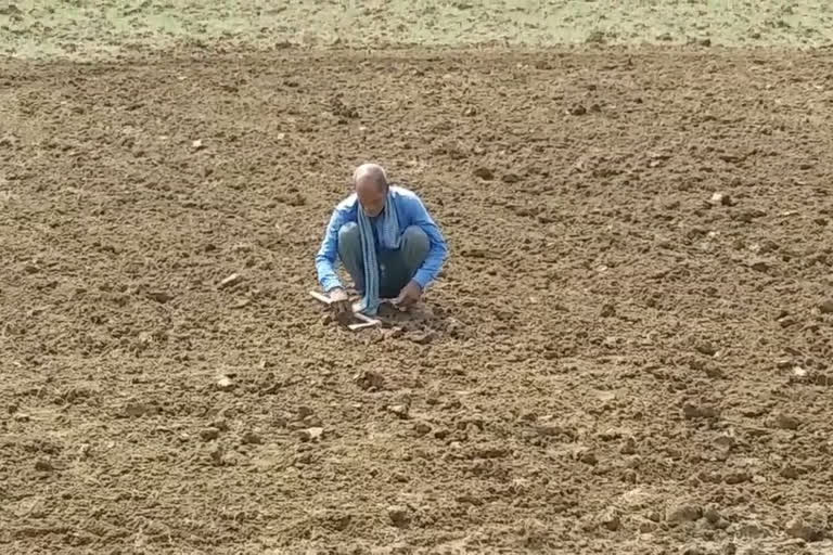 wheat gram farming delay in mp