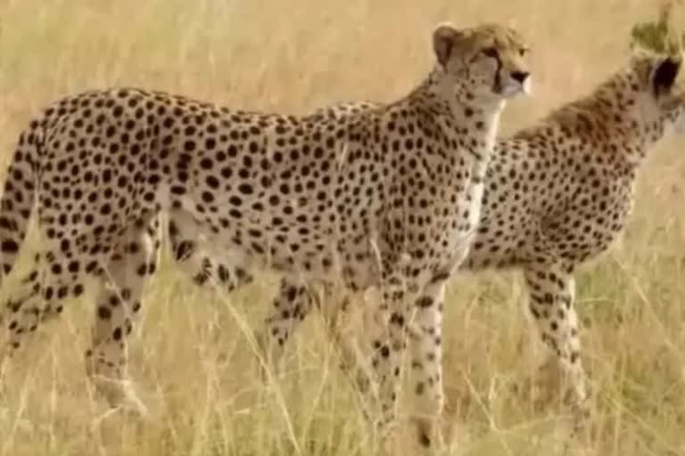 cheetah