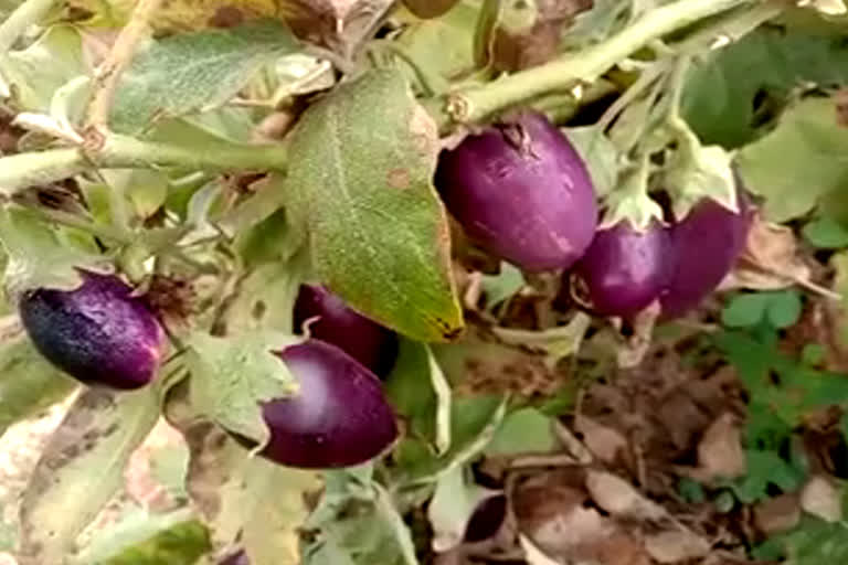 vegetable farming in bhiwani bhiwani farmers upset crops damaged winter in bhiwani