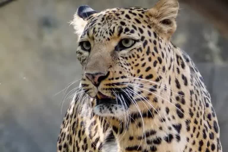 panna leopard trapped