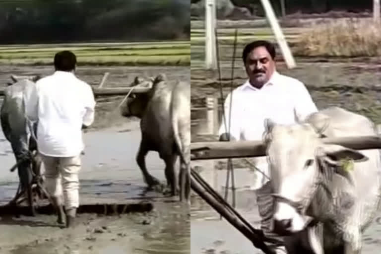 Minister Errabelli plowed his aggriculture land at parwathagiri, warangal district