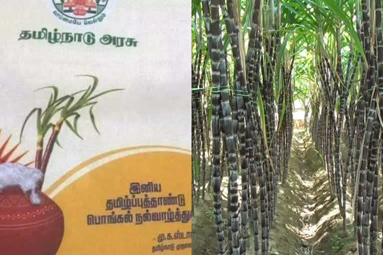 Tamil Nadu: Farmers urge government to include sugarcane in Pongal gift  hamper - ChiniMandi