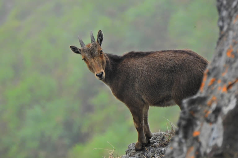 The International Union for Conservation of Nature (IUCN)