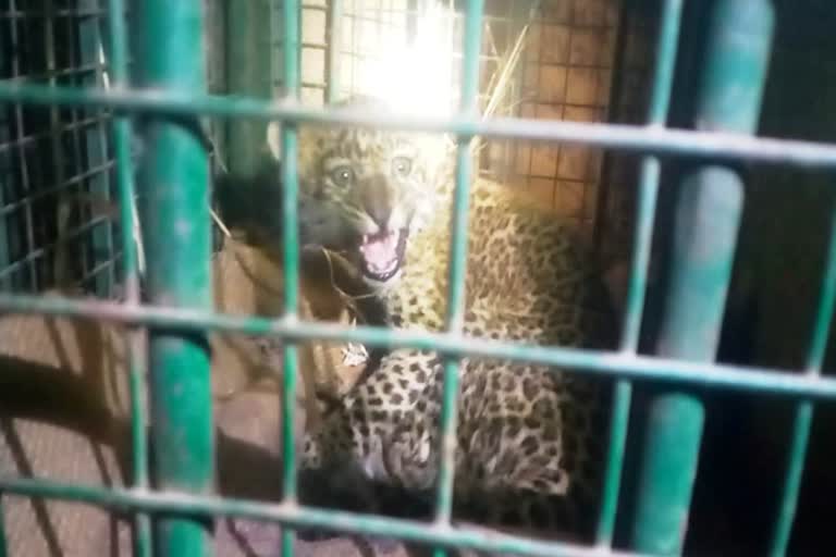 panther cub in udaipur