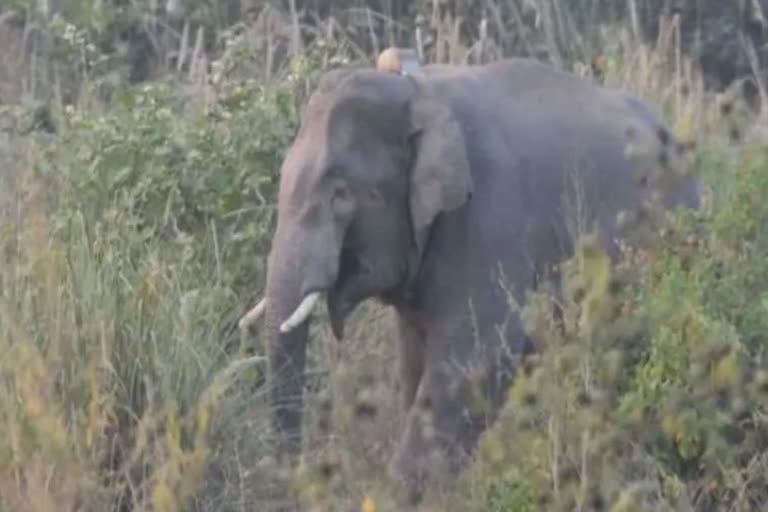 Elephant dies of electrocution in Chhattisgarh