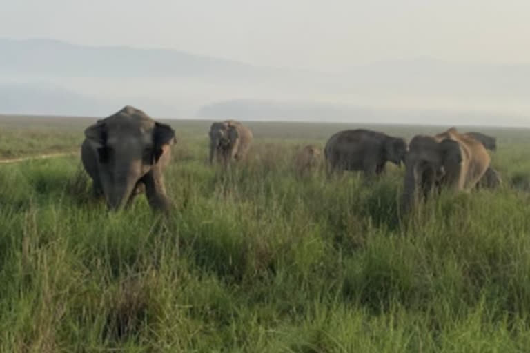 Elephant died due to electrocution in Chhattisgarh's Jashpur