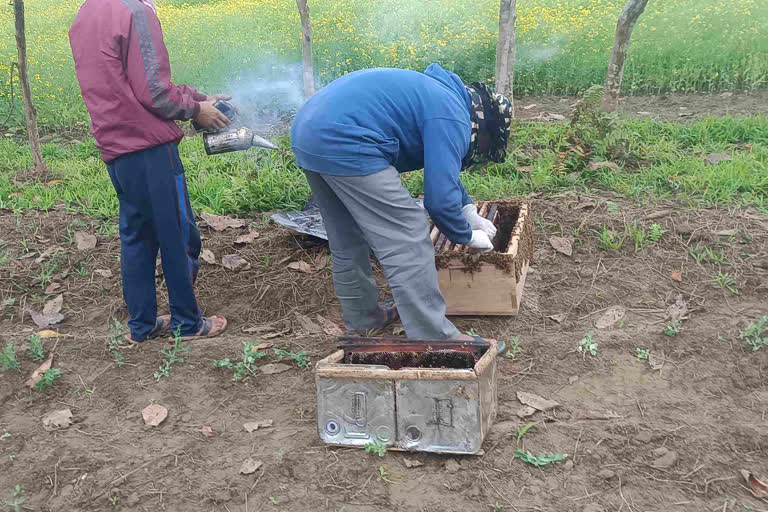 Beekeeping in Dhemaji