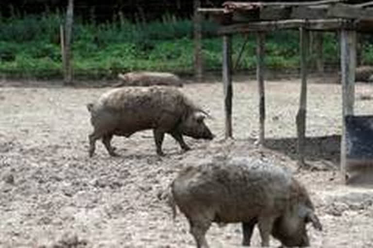 50 pigs culled so far in MP's Damoh