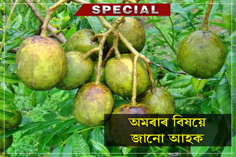 There are many Health benefits of Spondias mombin