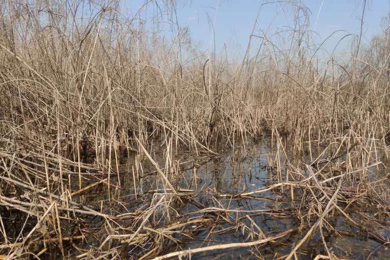 Waterlogging fields due to unseasonal rains in Nuh