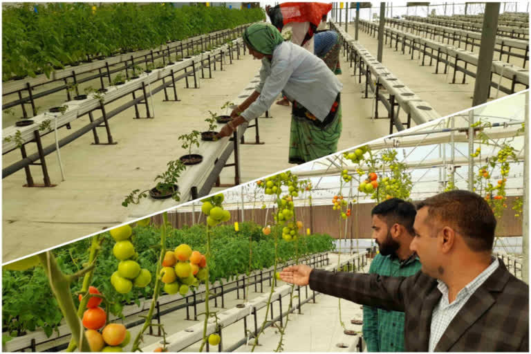 IIT Bombay graduates turn barren land into organic farm