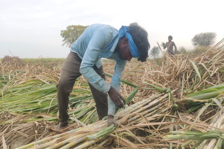 sugarcane support price