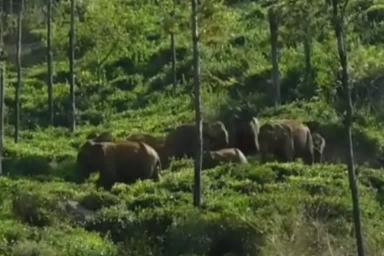 வீடியோ குன்னூர் தேயிலை தோட்டத்தில் முகாமிட்ட யானைகள்