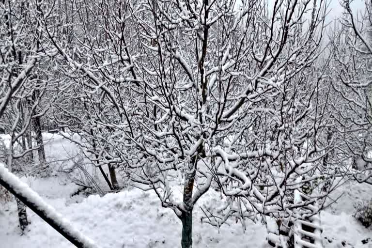 Snowfall In Kinnaur.