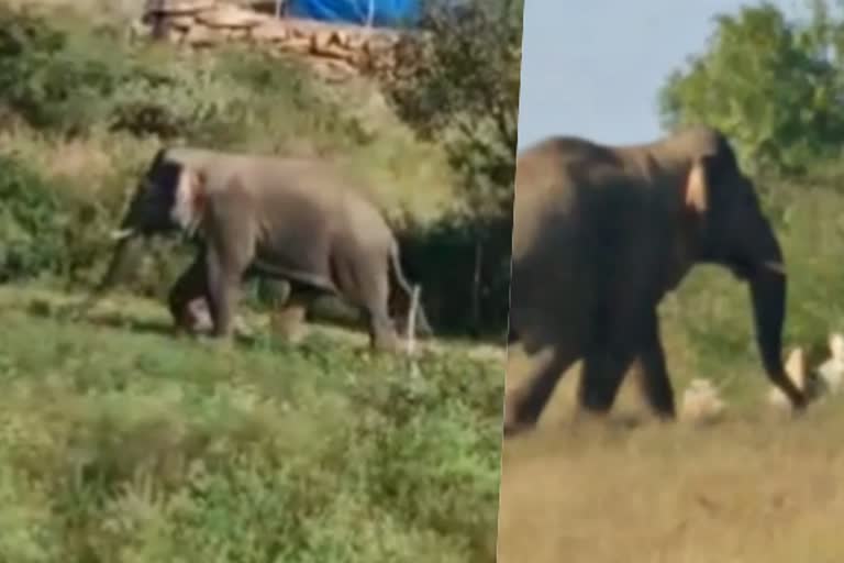 கிராமப் பகுதிகளில் சுற்றி திரியும் ஒற்றை காட்டு யானையால் மக்கள் அச்சம்